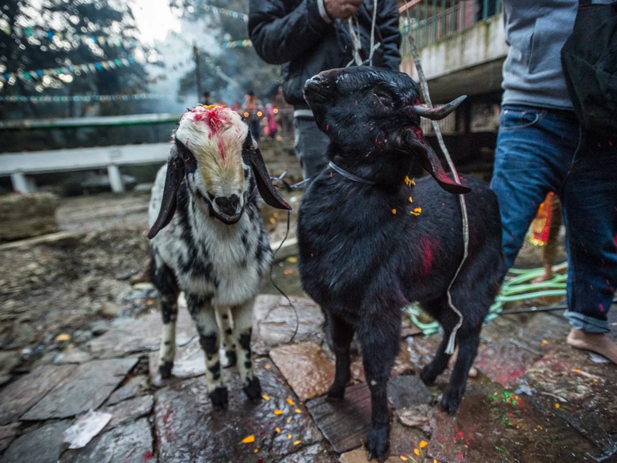 प्रतीकात्मक तस्वीर