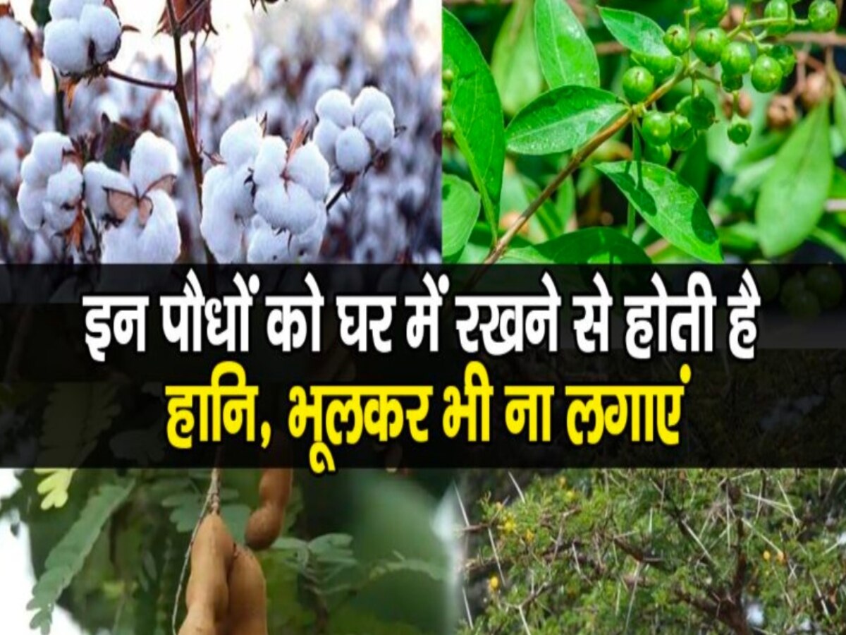 Unlucky Plants: वास्तु शास्त्र के अनुसार घर में भूलकर भी न लगाएं ये पौधे, बढ़ जाएंगी आपकी दिक्कतें