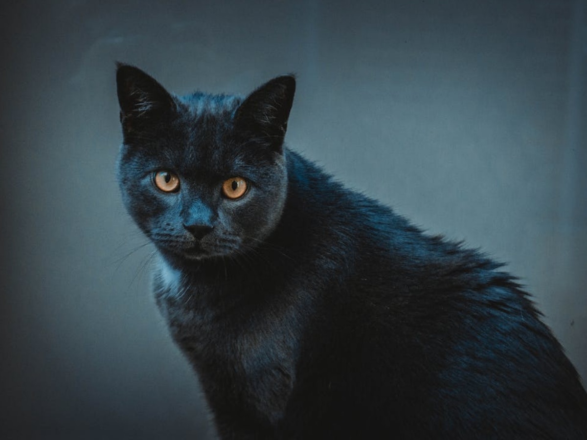 क्या वाकई काली बिल्ली का रास्ता काटना होता है अशुभ? जानें इसके पीछे की कहानी 