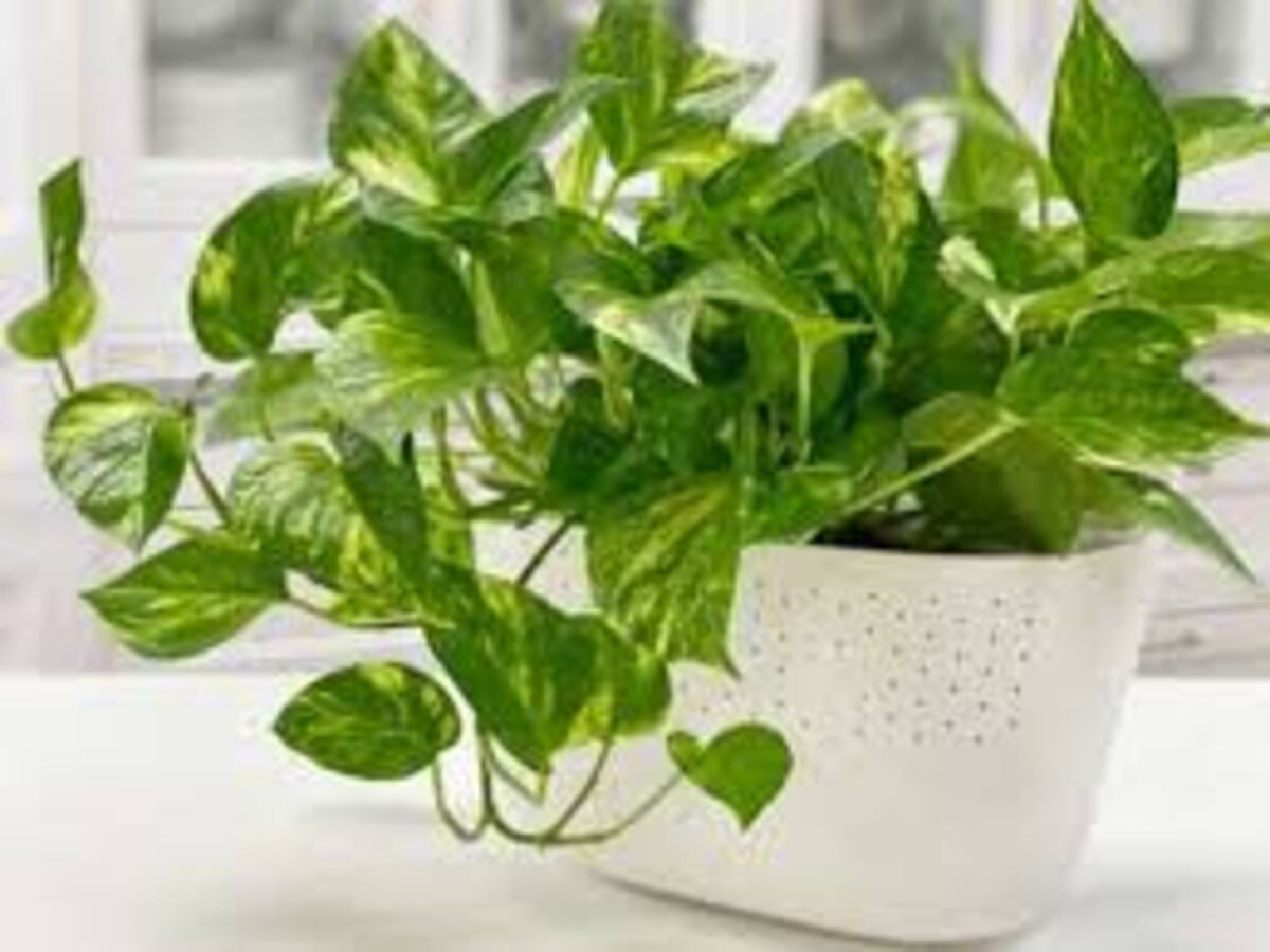 money plant tips 