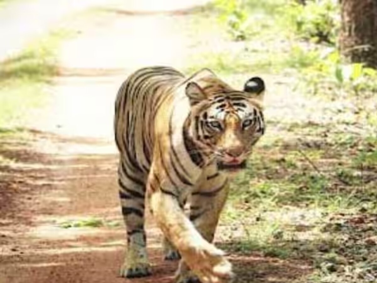 MP News: बांधवगढ़ टाइगर रिजर्व में एक और बाघ की हुई मौत, इस साल गई इतने बाघों की जान