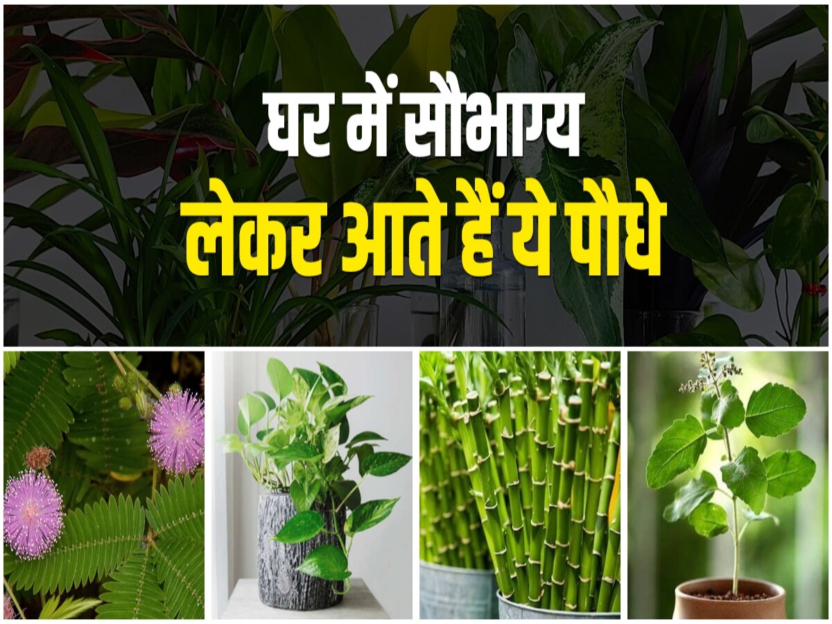 Vastu Tips For Plants: सोई हुई किस्मत को जगा देते हैं ये पौधे, घर में लगाकर पाएं शुभ परिणाम