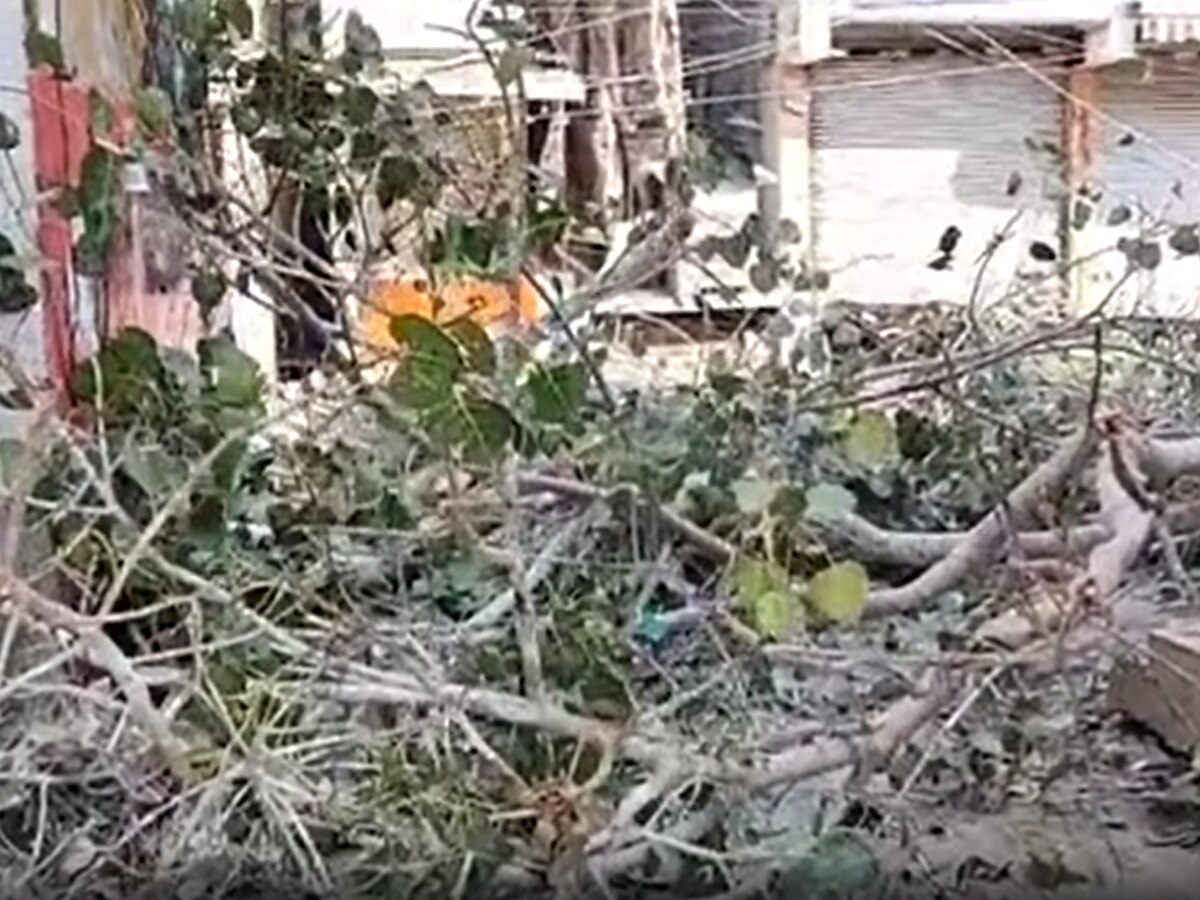 Dhamtari News: धमतरी में पक्षियों पर अत्याचार, काटा गया 150 साल पुराना पेड़, सैकड़ों बर्ड्स की गई जान