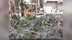 धमतरी में पक्षियों पर अत्याचार, काटा गया 150 साल पुराना पेड़, बर्ड्स की गई जान