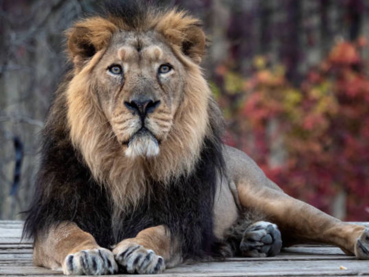 Swapan Shastra: क्या आपने भी देख लिया सपने में शेर, जान लो क्या है इसका मतलब...