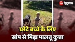 छोटे बच्चे के लिए सांप से भिड़ा पालतू कुत्ता, नहीं की अपनी जान की परवाह