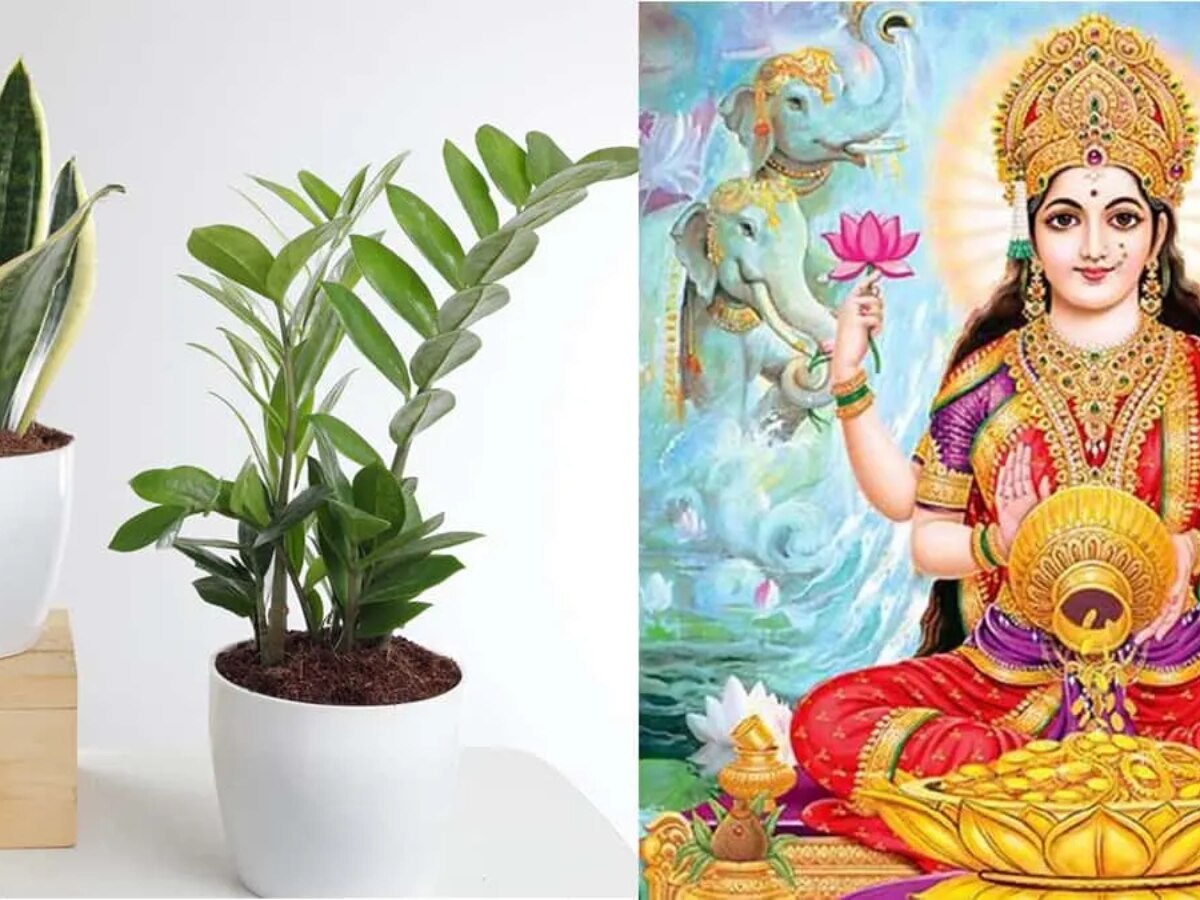 Vastu Tips: मां लक्ष्मी को बेहद प्रिय हैं ये पौधे, घर में लगाते ही पलट जाएगी किस्मत