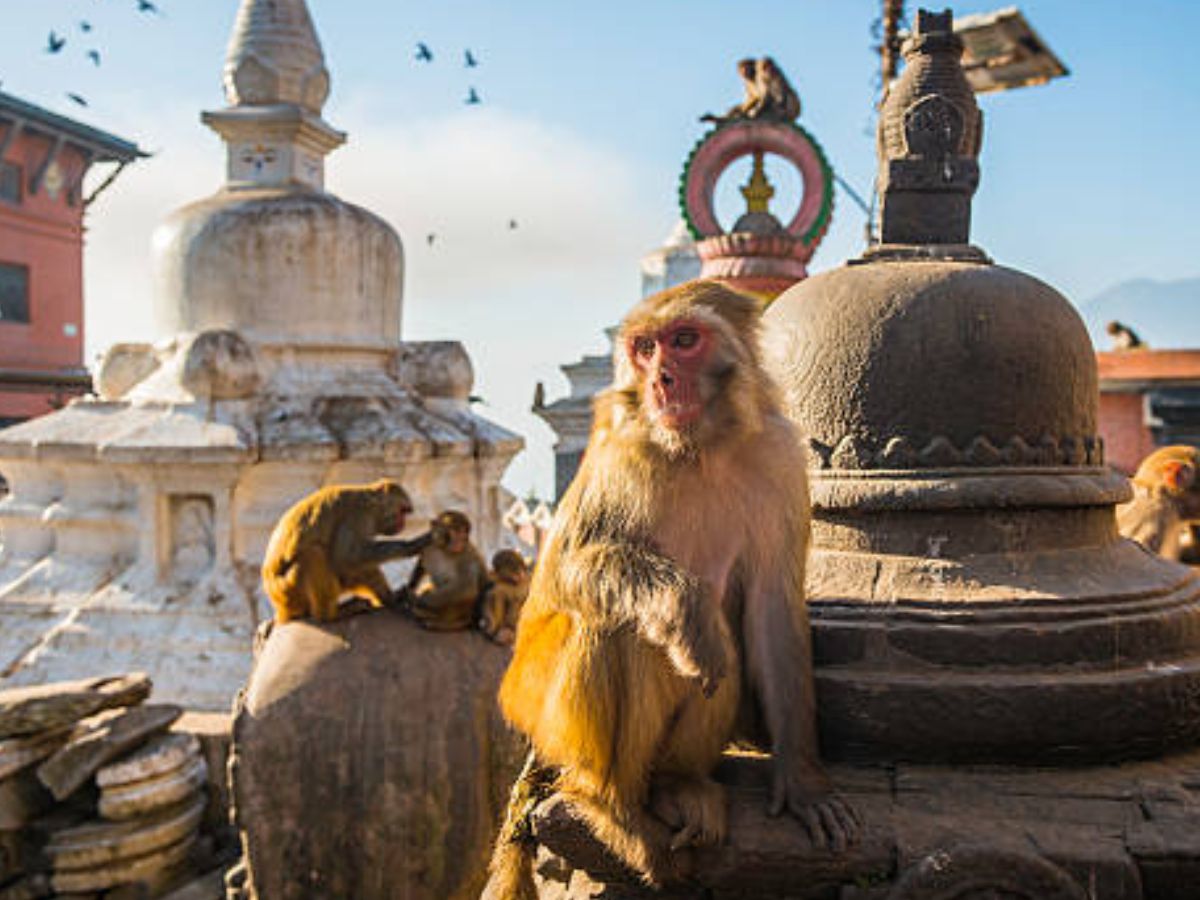 Swapna Shastra: क्या आपको भी सपने में दिखाई दिया बंदर, तो जान लें आपके जीवन पर क्या पड़ेगा असर