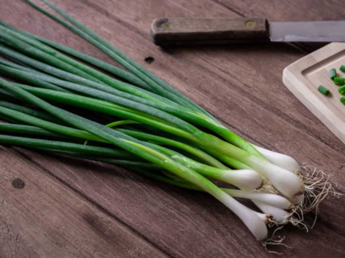 Benefits Of Green Onion: लाल प्याज से भी ज्यादा फायदेमंद है हरी प्याज, कड़ाके की सर्दियों में भी स्वस्थ रहेगा शरीर