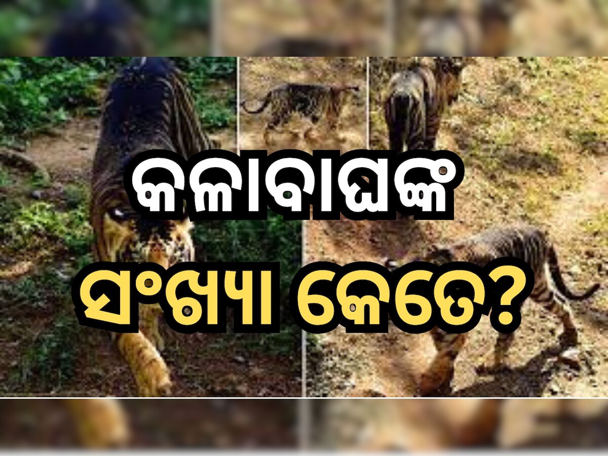  Black Tiger: ଓଡି଼ଶାରେ କେଉଁଠି ଅଛନ୍ତି କେତେ କଳାବାଘ? 