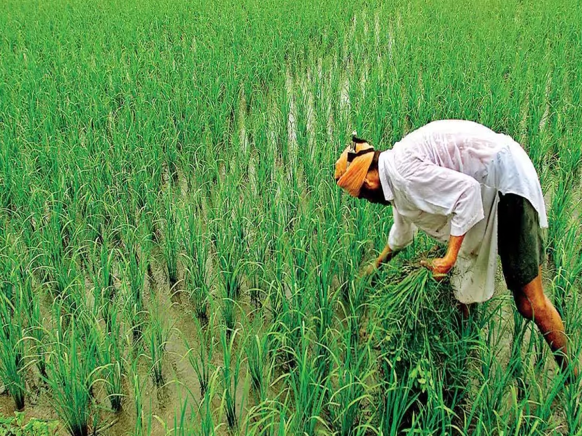 National Farmers Day 2023: 23 दिसंबर को ही क्यों मनाया जाता है राष्ट्रीय किसान दिवस, जानें क्या है इसका महत्व