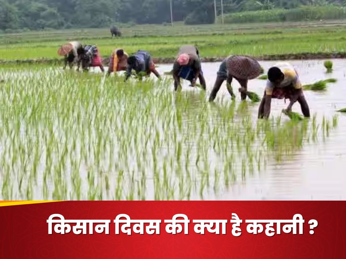 National Farmer's Day: क्यों मनाया जाता है राष्ट्रीय किसान दिवस? महत्व और इतिहास के साथ जानिए इसकी पूरी कहानी