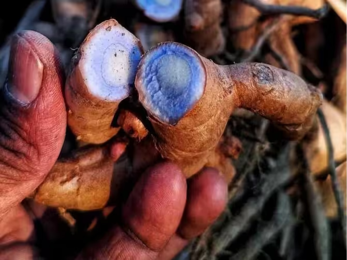 health tips black turmeric benefits for corona Antioxidant migraine in