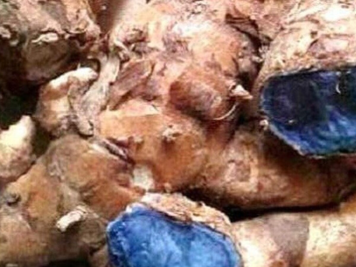 health tips black turmeric benefits for corona Antioxidant migraine in