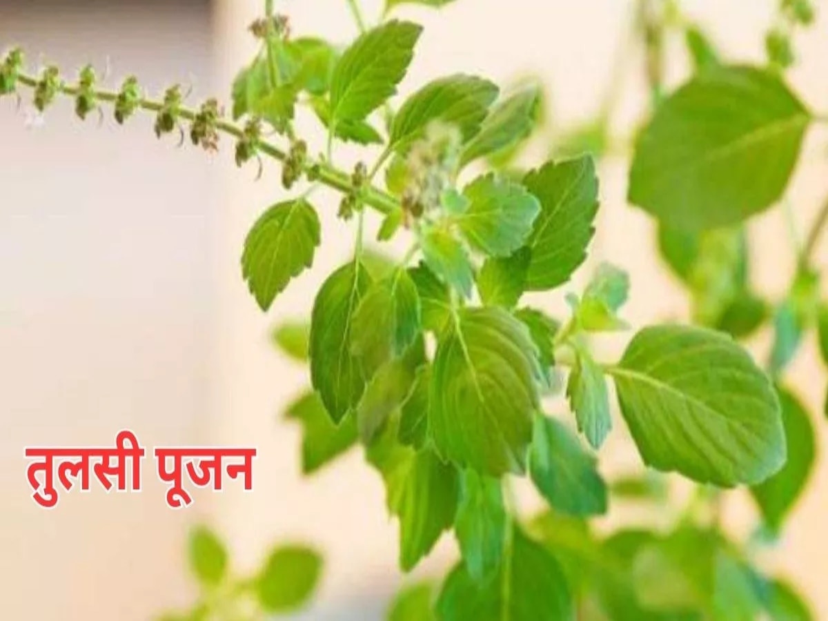 Tulsi Pujan Diwas 2023: कब मनाया जाएगा तुलसी पूजन दिवस? जानिए तुलसी पूजा का महत्व और नियम