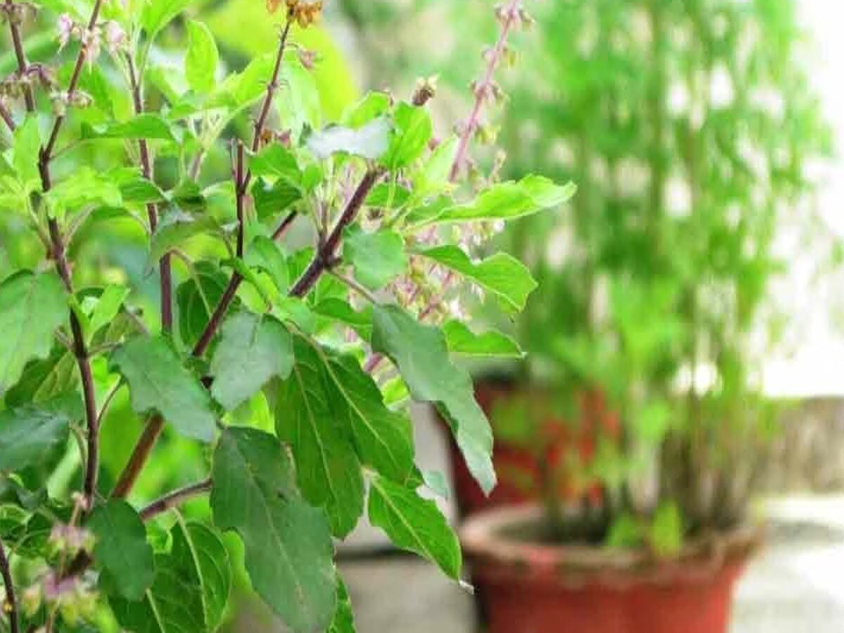 Tulsi Pujan Diwas 2023: इस विधि से करें तुलसी पूजन, सुख-समृद्धि के साथ घर में खूब रहेगा धन