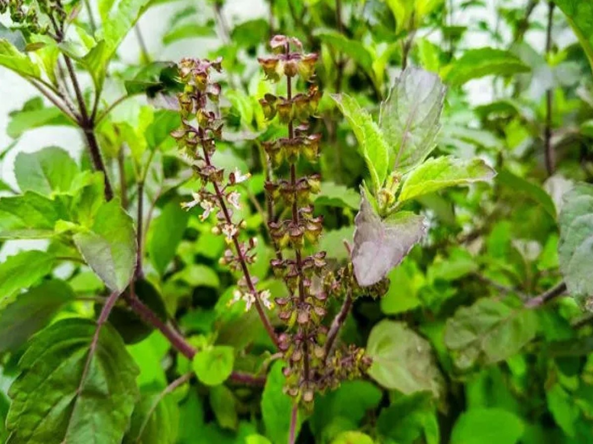 Tulsi Pujan Diwas: तुलसी पूजन के दौरान यह आरती पढ़ने से दूर होंगी जीवन की सभी समस्या