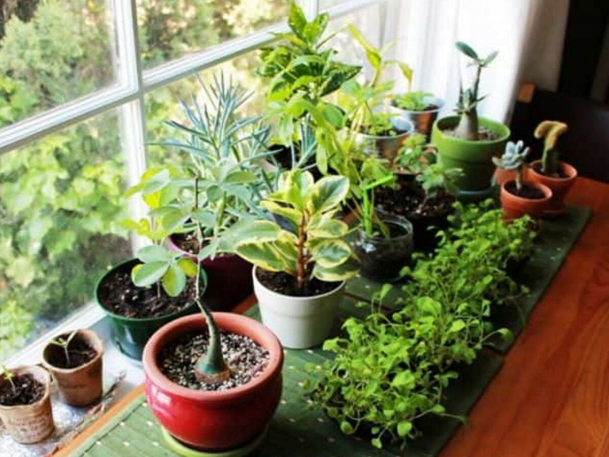 Vastu Tips: घर की इस दिशा में भूलकर भी ना रखें ये पौधा, बढ़ाते हैं घर में झगड़े