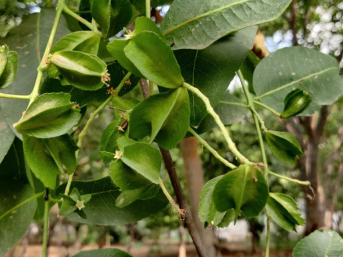 Arjun Bark Benefits:बेहद जादुई है इस पेड़ की छाल, दूर करती है डायबिटीज समेत ये 6 बीमारियां 