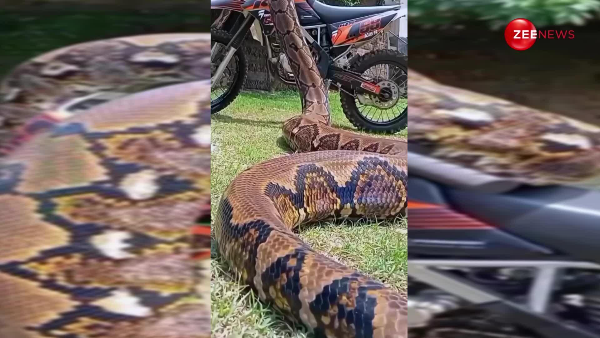 Dangerous video! 30 feet long python completely attached to the bike ...