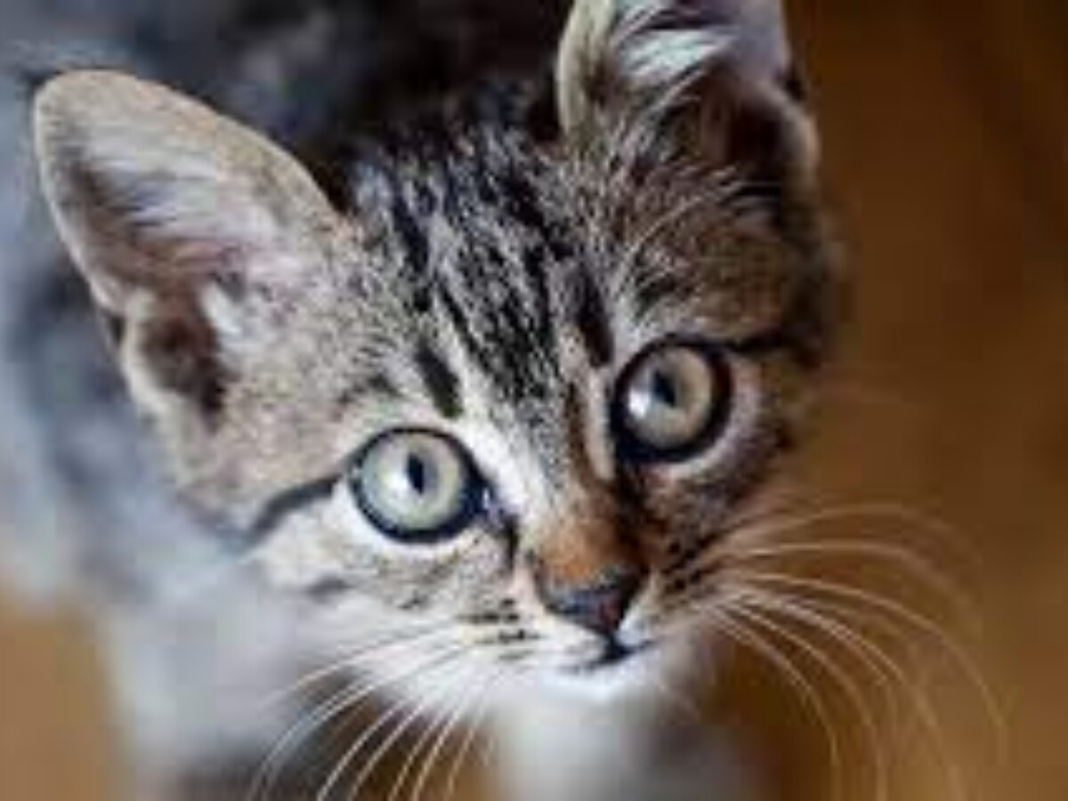 Shakun Apshakun: बिल्ली का रोना क्यों माना जाता है अपशगुन ? मिलते हैं ये अशुभ संकेत     