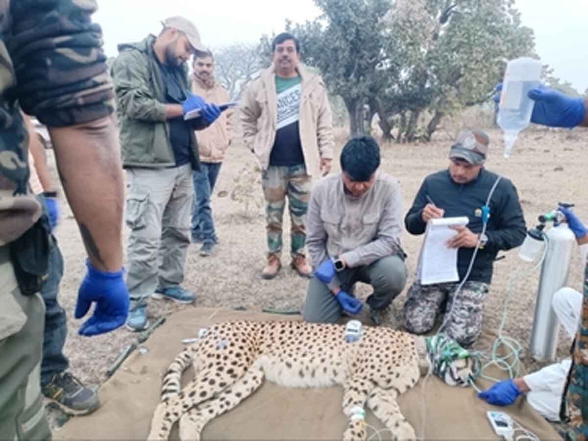 Kuno National Park: कूनो की सरहद पार कर राजस्थान पहुंचा चीता, ट्रेंकुलाइज कर लाया गया वापस