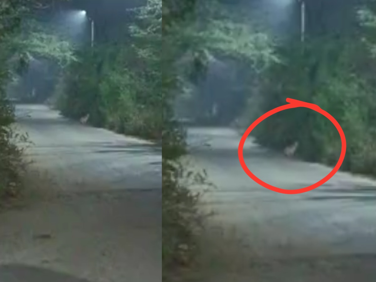 Delhi Leopard News: बुराड़ी के मुखमेलपुर में एक बार फिर देखा गया तेंदुआ, वीडियो आया सामने