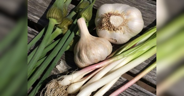 Green Garlic Benefits: हरा लहसुन हरी-भरी कर