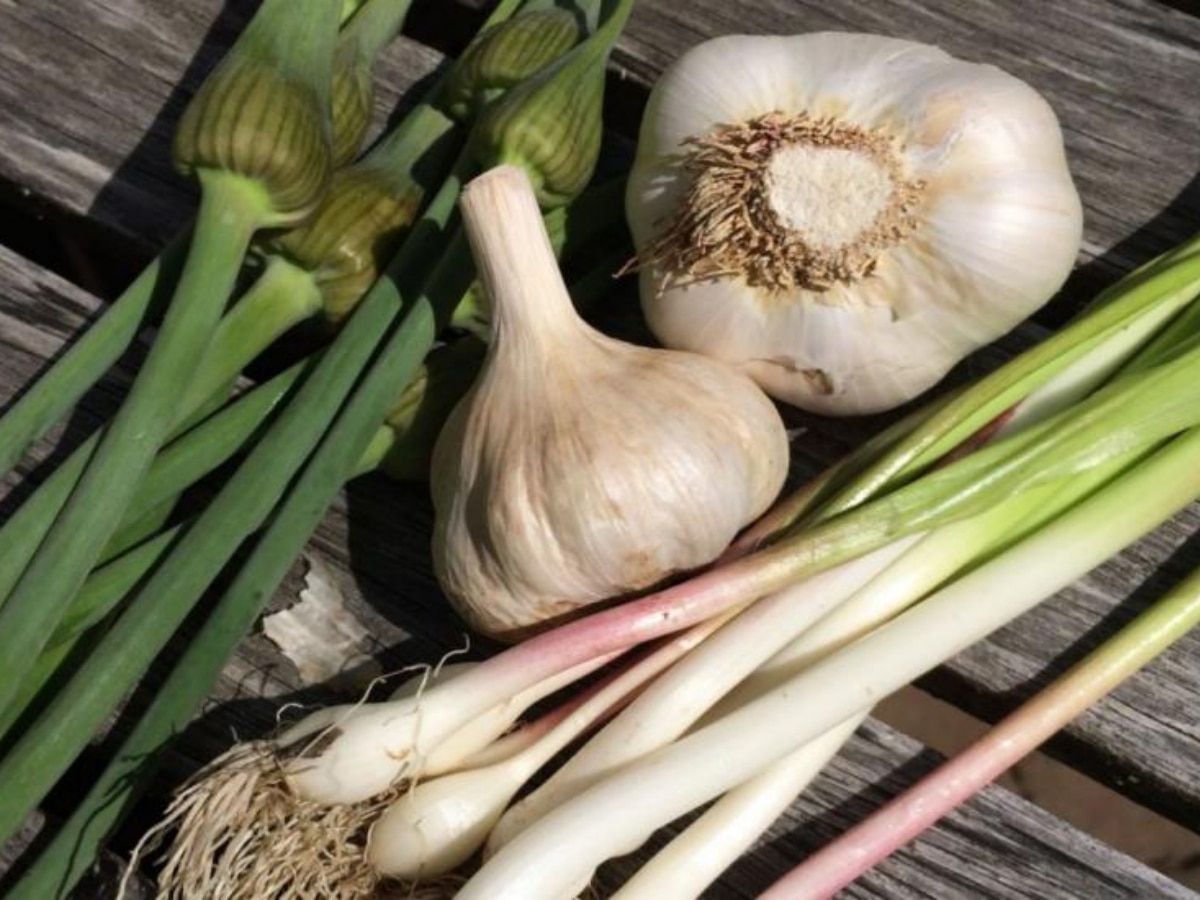 Green Garlic Benefits: हरा लहसुन हरी-भरी कर देगा जिंदगी, सर्दियों में होगा कमाल; जानें फायदे और उपाय