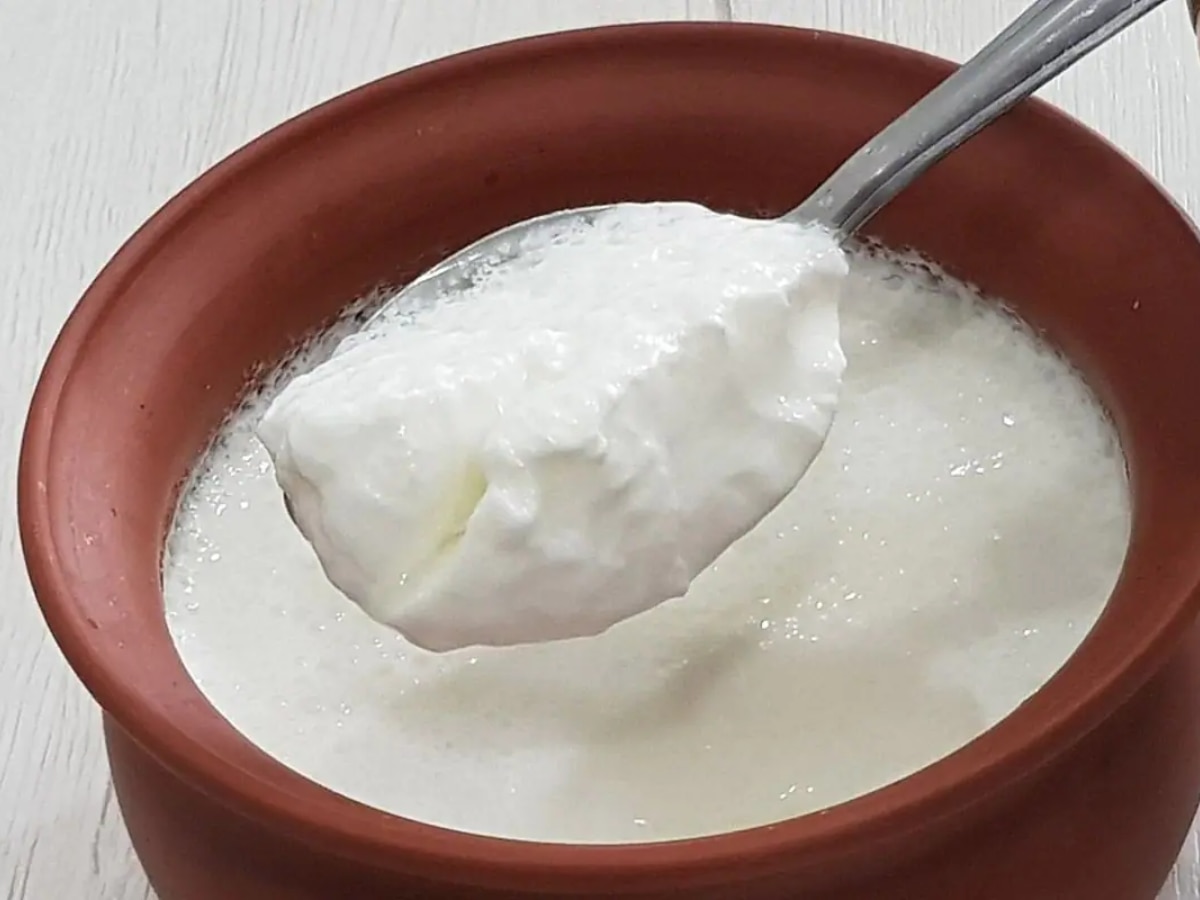 Curd Benefits In Winters सर्दियों में दही का सेवन रखेगा फिट मिलेंगे कई जबरदस्त फायदे Health 5015