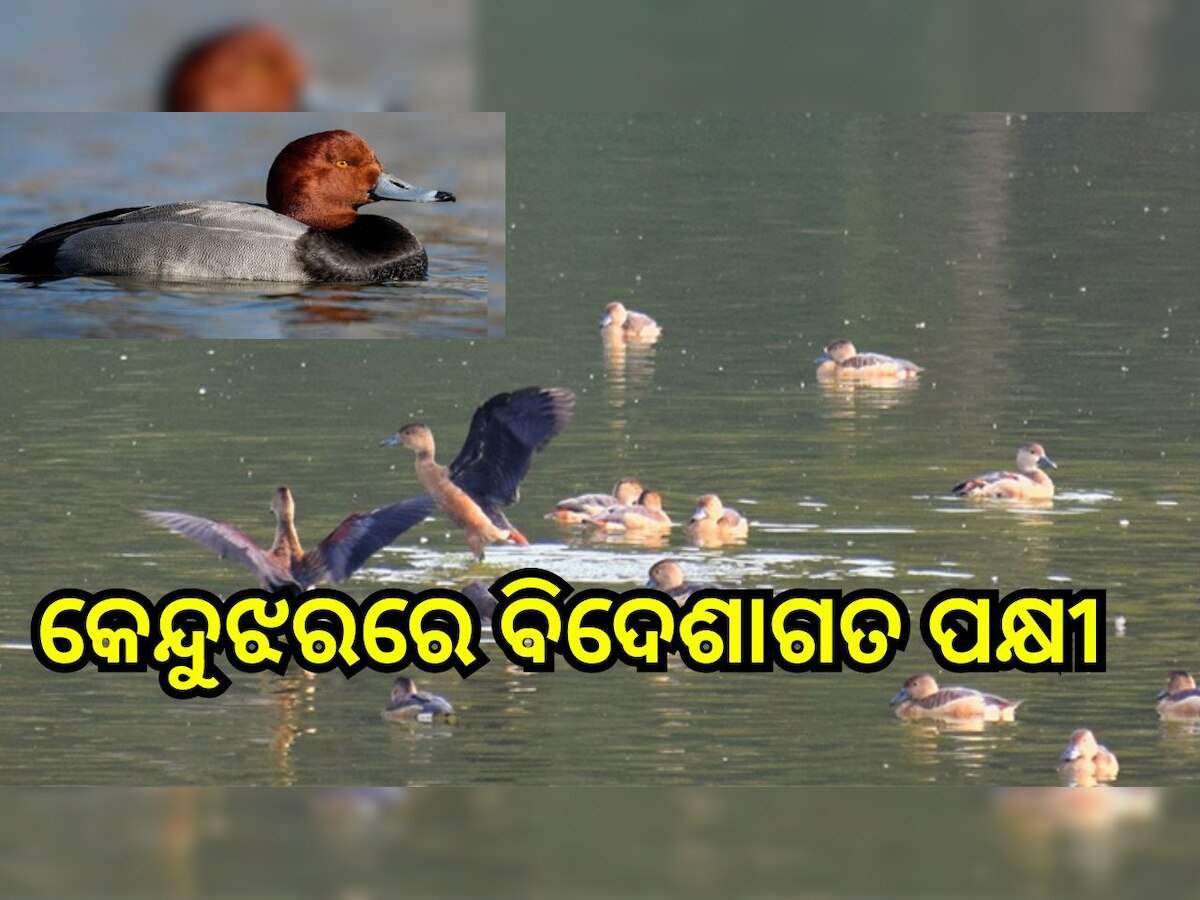 Keonjhar News: ବିଦେଶାଗତ ପକ୍ଷୀ ବଢ଼ାଇଛନ୍ତି କେନ୍ଦୁଝରର ସୌନ୍ଦର୍ଯ୍ୟ