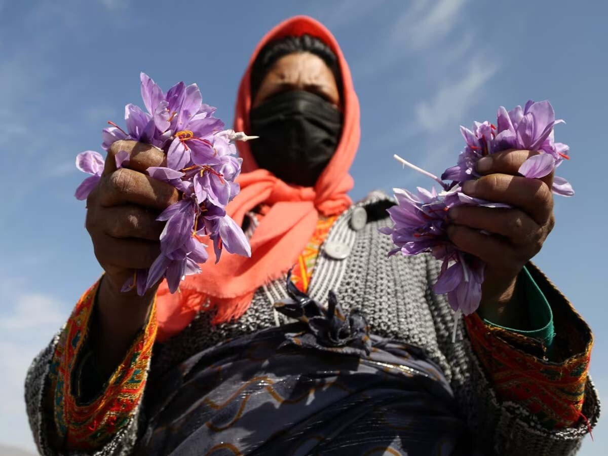 Iran Saffron Shortage: ईरान में पर्यावरण बदलाव से पूरी दुनिया में महंगा हो रहा केसर