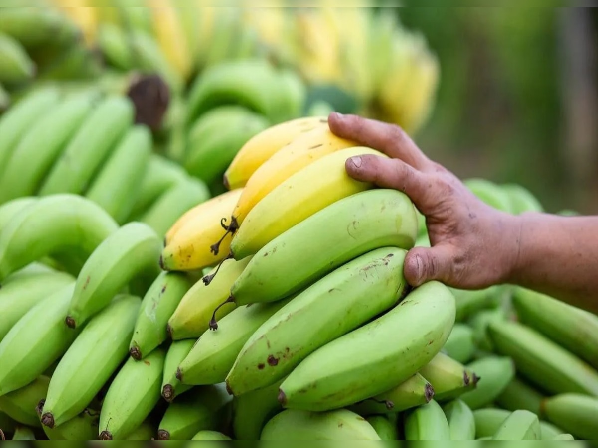 Raw banana Benefits: आखिर क्यों जरूरी है कच्चे केले का सेवन, शरीर रहता है स्वस्थ, जानें दूसरे फायदे