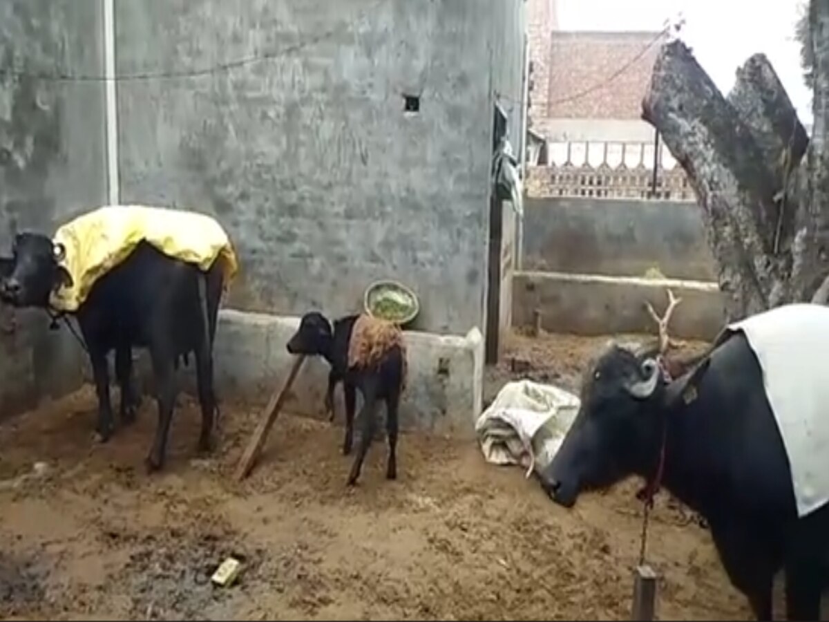 Haryana News: बढ़ती ठंड से पशुपालक परेशान, सर्दी की वजह से कम दूध दे रहे पशु