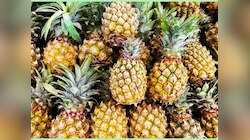 Pineapple Benefits: सर्दियों में रोजाना खाएं अनानास मिलेंगे कई जबरदस्त फायदे, जानें