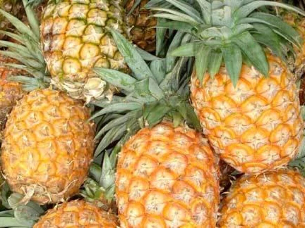 Pineapple Benefits सर्दियों में रोजाना खाएं अनानास मिलेंगे कई जबरदस्त