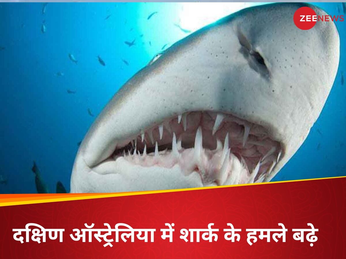 Shark Attack: दक्षिण ऑस्ट्रेलिया में एक बार फिर शार्क ने किया इंसान पर हमला, 15 साल के सर्फर की मौत