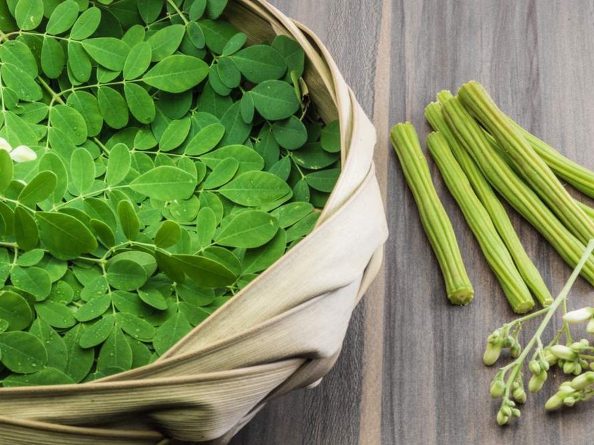 Moringa Benefits: पोषण का खजाना है सहजन की पत्तियां, जाने इसे खाने के बेहतरीन फायदे