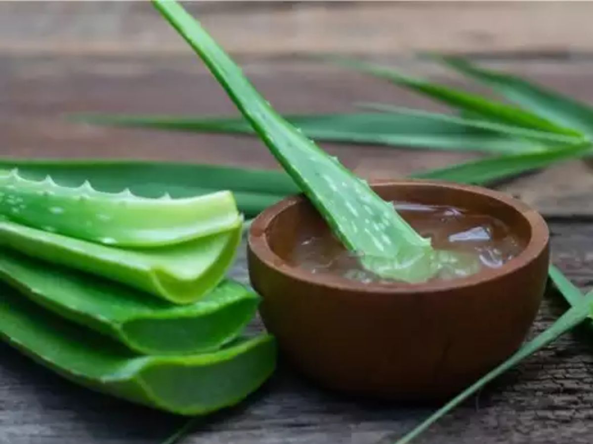 Aloe Vera