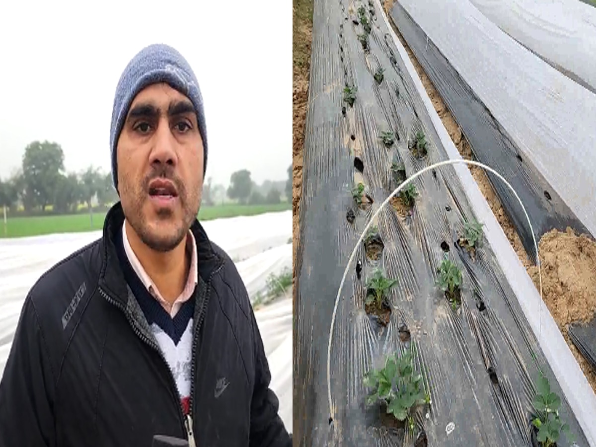 Mahendragarh News: परंपरागत खेती को छोड़ किसान ने नई तकनीक से उगाई स्ट्रॉबेरी, मिली 50% की सब्सिडी