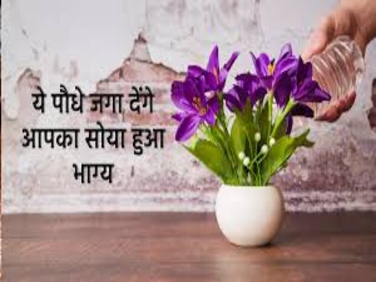 vastu flower Plants know best garden flowers to plant for good luck and