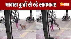 Viral Video: आवारा कुत्ते का आतंक, वायरल वीडियो देख सिहर जाएंगे आप