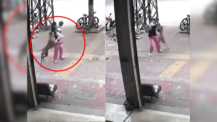 Video: आवारा कुत्ते ने मां और बच्चे पर बुरी तरह से किया हमला, बड़ी मुश्किल से बच पाई जान