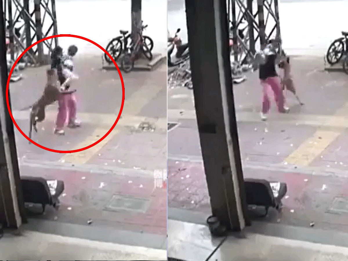 Video: आवारा कुत्ते ने मां और बच्चे पर बुरी तरह से किया हमला, बड़ी मुश्किल से बच पाई जान Video: आवारा कुत्ते ने मां और बच्चे पर बुरी तरह से किया हमला, बड़ी मुश्किल से बच पाई जान