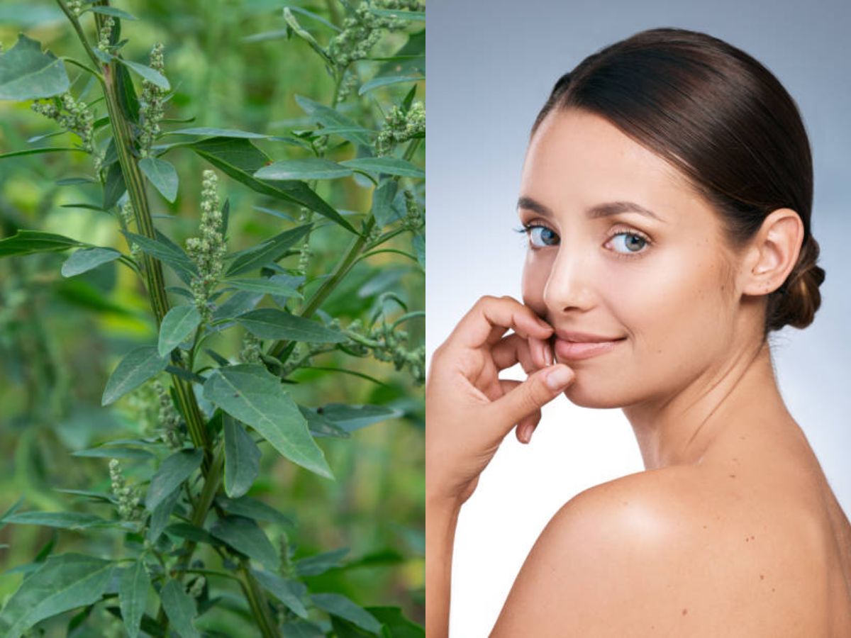 Bathua Benefits: सेब की तरह लाल हो जाएंगे गाल, हफ्ते में एक बार खा लें बथुए का साग