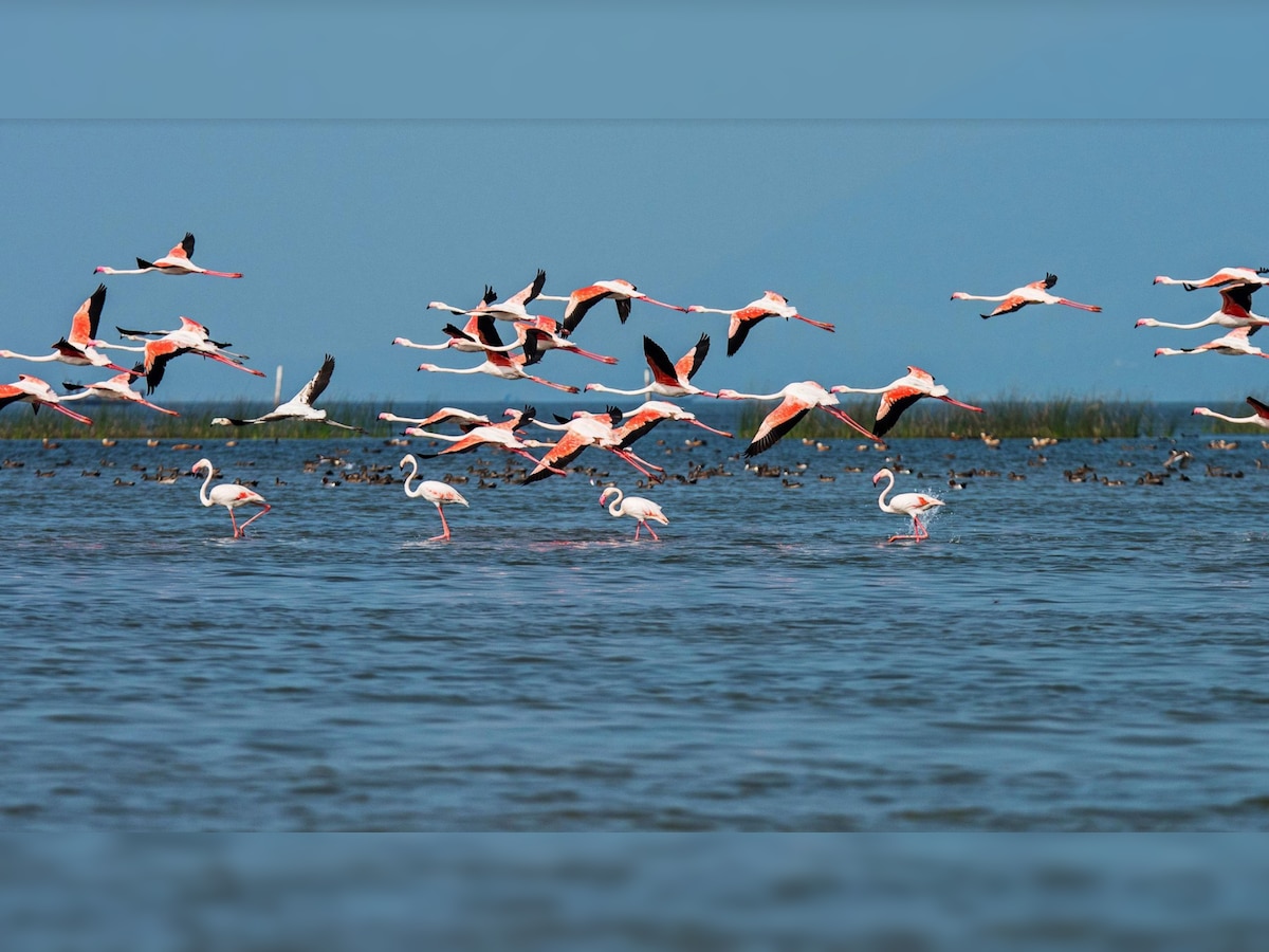 Odisha News: ଚିଲିକାରେ ପକ୍ଷୀ ଗଣନା ଶେଷ, ଚଳିତ ବର୍ଷ ଆସିଛନ୍ତି ୧୮୭ ପ୍ରଜାତିର ପକ୍ଷୀ 