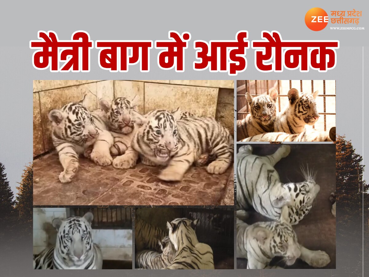 Chhattisgarh News: मैत्री बाग की बढ़ी रौनकें, पार्क में आए दो नए मेहमान, अब इतनी हुई बाघों की संख्या  