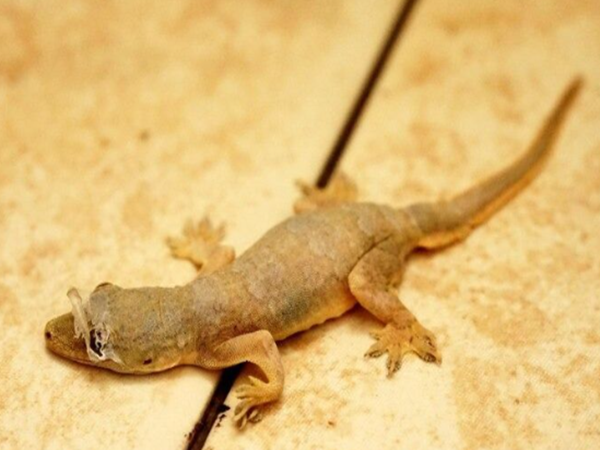 Lizard Falling: ଶରୀରର ଏହି ୧୦ ଟି ସ୍ଥାନରେ ଝିଟିପିଟି ପଡ଼ିଲେ ଶୁଭ ନା ଅଶୁଭ ...