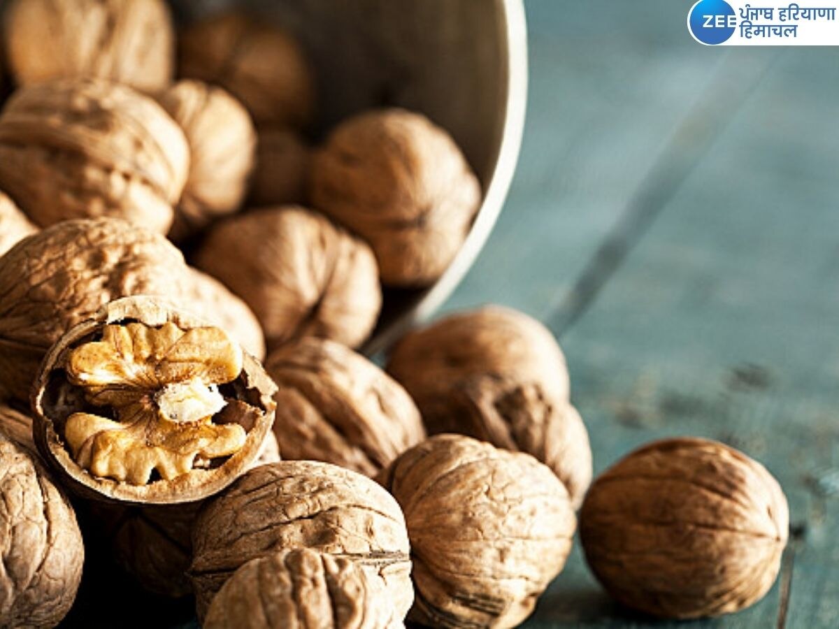 Walnuts Benefits: ਸਰਦੀਆਂ 'ਚ ਅਖਰੋਟ ਕਿਸ ਸਮੇਂ 'ਤੇ ਖਾਣਾ ਹੈ ਫਾਇਦੇਮੰਦ ? ਬੀਮਾਰੀਆਂ ਹੋਣਗੀਆਂ ਦੂਰ ਅਤੇ ਮਿਲਣਗੇ ਗਜ਼ਬ ਫਾਇਦੇ