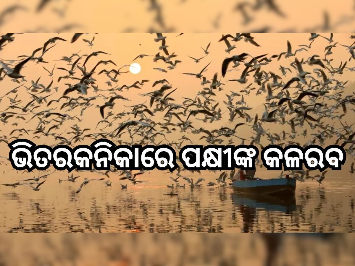 Bhitarkanika: ବିଦେଶାଗତ ପକ୍ଷୀଙ୍କ କଳରବରେ ମୁଖରିତ ବିଶ୍ବପ୍ରସିଦ୍ଧ ଭିତରକନିକା ଜାତୀୟ ଉଦ୍ୟାନ